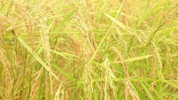 dorado orejas de arroz en el arroz campo video