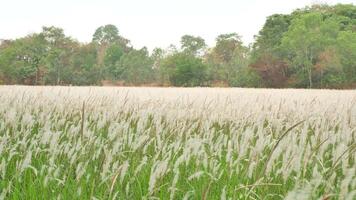 une champ de blanc fleurs balancement dans le vent. video