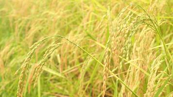 Golden ears of rice in the rice field video