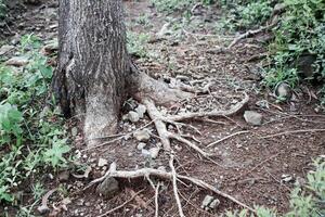 tree roots visible in a public park photo