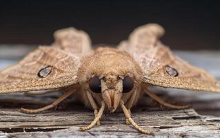 ai generado cerca arriba de mariposa foto