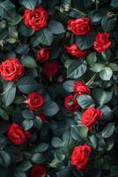 AI generated Red Roses Background photo