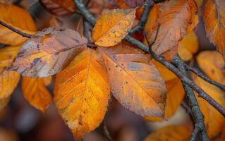 AI generated Autumn leaves in nature photo