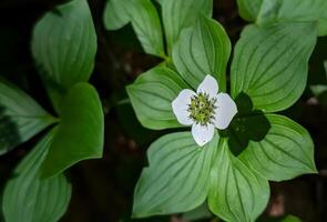 white flower photography on bright green leaves photo