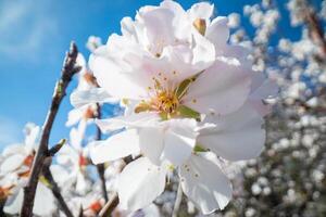 The Spring Coming On Almond Trees photo