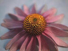 The Purple Coneflower photo