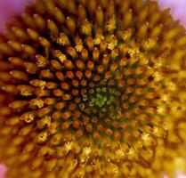 The Purple Coneflower photo