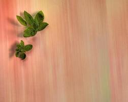Top view of basil leaves on pastel multi-colored flat surface room for text photo