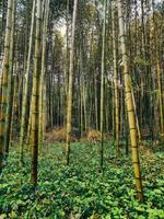 verde césped debajo bambú vertical creciente foto