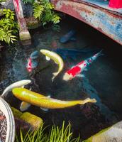 vistoso peces debajo un puente en Japón foto
