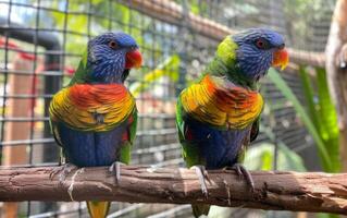 AI generated Pair of parrots photo