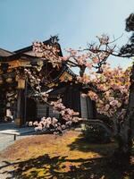 tokio, ty, 2023 - primavera viniendo en el todo Japón foto