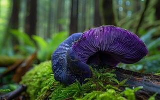 AI generated Purple wild mushroom photo