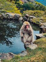 japonés mono comiendo en el naturaleza foto