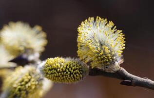 A branch of flowering willow on a dark spring background. Fluffy yellow flowers on a brown twig. Macro shot. Horizontal photo