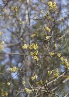 A branch of a blossoming willow tree against a blue spring sky. Fluffy yellow flowers on a brown twig. Macro shot. For a postcard. Vertical photo