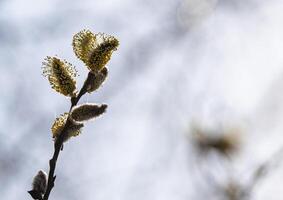 A branch of a flowering willow tree against a blue sky in spring. Fluffy yellow flowers on a brown twig. Macro shot. Horizontal photo