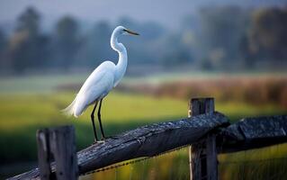 AI generated Egret bird stands tall on an wooden fence photo