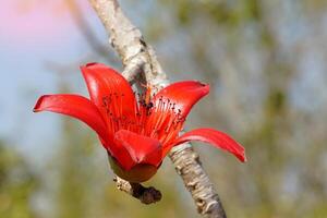 rojo algodón árbol es un perenne planta. flores a el termina de el sucursales. el soltero flores son grande y agrupados en rojo y naranja. el base de el flor es un sólido taza o cáliz atascado juntos. foto