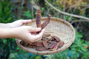 Hand picks the pods of Acacia concinna that are drying in a bamboo basket. It is a black-brown pod with a rough, wrinkled surface and wavy edges. It is a herbal plant. photo