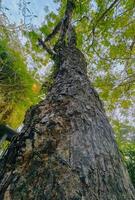 bajo ángulo vista. grande árbol maletero espectáculo desde Disparo desde abajo. foto