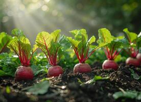 AI generated Fresh organic beets growing in garden photo