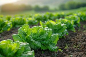 AI generated Lettuce growing in the field photo