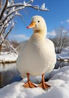 AI generated White duck on the snow near the river photo