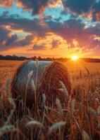 AI generated Straw bales in the field at sunset photo