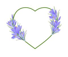 realistic crocuses and a pink heart on a white background vector