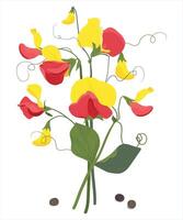 Bouquet of multicolored sweet pea flowers on a white background vector