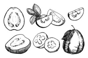 A hand-drawn black and white drawing of a guava fruit, a piece. Vector illustration in graphic style. Elements for labels, postcards, stickers, menus, packaging. The effect of engraving.