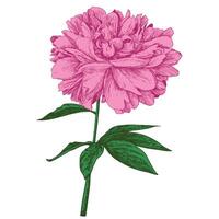 A branch of a peony with a blooming flower and leaves. Linear vintage graphics in the style of engraving. Illustration for wall drawings, invitations, wrapping paper, textiles. vector
