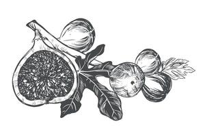 Fig branch on a white background. Tropical plant, raw fruit, leaf. Sketch of sweet fruits. Vector image in engraving style. Suitable for packaging design, logo.