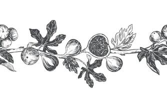 Sketch of a fig using engraving technique. Vector seamless border of fruits and leaves on a white background. Vintage black and white hand drawing. Best suited for menus and kitchen design.