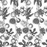 Figs seamless pattern. Vector hand drawn illustration on white background. Botanical fruit sketch texture. Graphic old print, engraving technique. Design for fabric, wrapping paper, wallpaper.