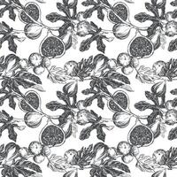 Figs seamless pattern. Vector hand drawn illustration on white background. Botanical fruit sketch texture. Graphic old print, engraving technique. Design for fabric, wrapping paper, wallpaper.