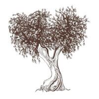 Black and white sketch of an olive tree. Vector graphics of an old tree isolated on a white background.