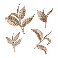 A set of green tea leaves in the engraving technique. Leaves of trees and plants. The sheet icon. Design elements for natural, eco, bio, vegan labels. Vector illustration.