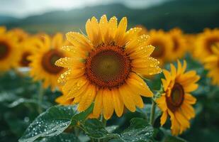 ai generado girasoles floreciente en el campo foto