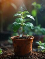 ai generado joven planta creciente en maceta con pipeta foto