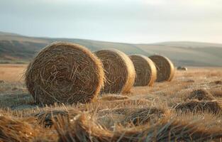 AI generated Hay bales in field. A field full of hay bales with some birds on each side photo