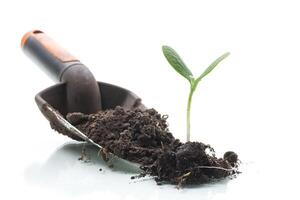 Green sprouts growing from soil on white background photo