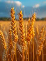 AI generated Wheat field on the background of the setting sun photo