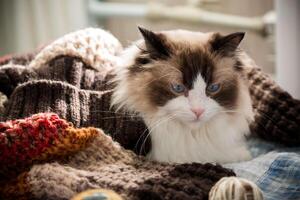 Colored threads, knitting needles and other items for hand knitting and a cute domestic cat Ragdoll photo