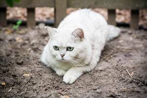 Adult cat breed Scottish chinchilla of light gray color, walks outdoors photo