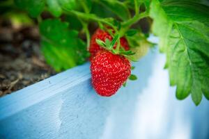 Ripe red strawberries grow on a wooden garden bed photo