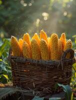 AI generated Corn cobs in basket. Fresh corn cobs in basket on wooden table photo