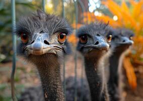 AI generated Ostrich is flightless bird native to Africa photo