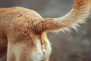 AI generated Close up wagging dogs tail. Generative AI photo